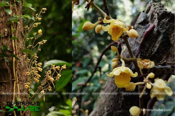 Lan Mùn Vàng 3 Lan Mùn Vàng bám lũa trong terrarium với nền rêu và dương xỉ