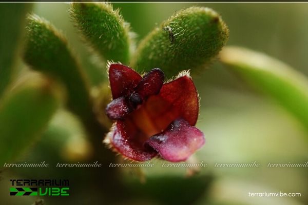 Lan Nhung Đà Lạt 1 Phân loại sinh học cho loài lan Lan Nhung Đà Lạt