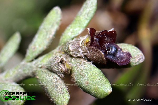 Lan Nhung Đà Lạt 2 Cây Lan Nhung Đà Lạt bám trên thân gỗ rêu phong trong rừng ẩm