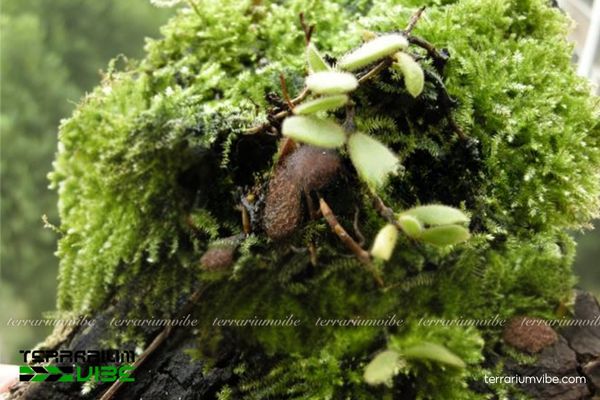 Lan Nhung Đà Lạt 3 Lan Nhung Đà Lạt được đặt trong terrarium bán mở với nền rêu