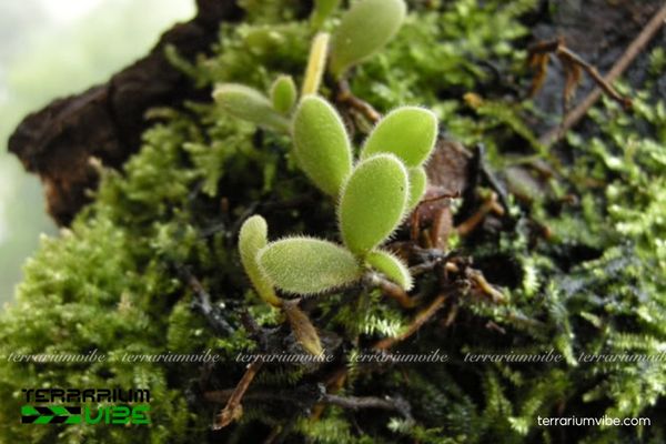 Lan Nhung Đà Lạt 4 Cách chăm sóc cơ bản của Lan Nhung Đà Lạt trong hồ cạn