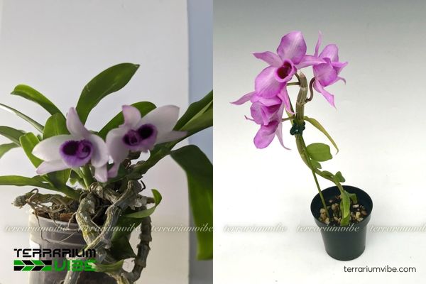 Lan Phi Điệp Tím 1 Phân loại học và hình thái của Lan Phi Điệp Tím