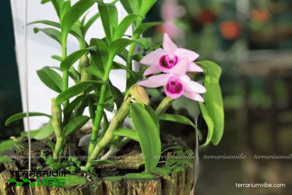 Lan Phi Điệp Tím 3 Lan Phi Điệp Tím thích hợp với bình mở hoặc bán mở lưu thông khí tốt