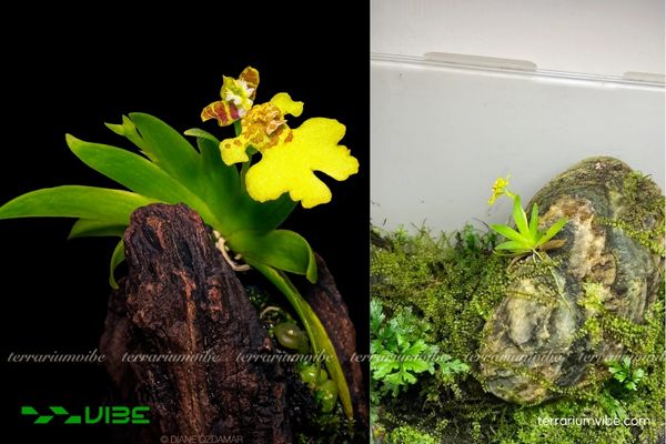 Lan Psygmorchis Pusilla 4 Các yếu tố môi trường cơ bản của Lan Psygmorchis Pusilla