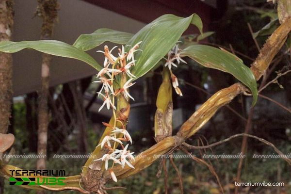 Lan Rau Rút Hồng 1 Phân loại đặc điểm sinh học của loài Lan Rau Rút Hồng