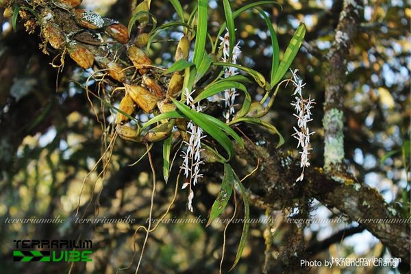 Lan Rau Rút Hồng 2 Lan Rau Rút Hồng sống phụ sinh vùng núi cao, ưa khí hậu ẩm mát và bóng râm