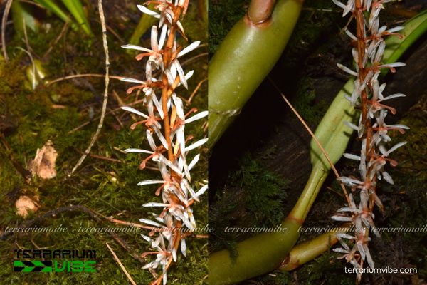 Lan Rau Rút Hồng 3 Lan Rau Rút Hồng linh hoạt trong thiết kế tiểu cảnh