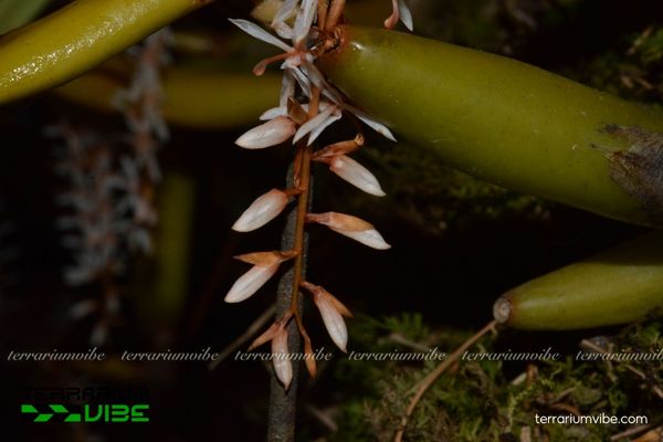 Lan Rau Rút Hồng 4 Cách chăm sóc cở bản Lan Rau Rút Hồng trong hồ cạn