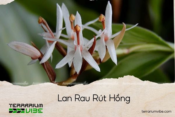lan-rau-rut-hong lan rau rút hồng