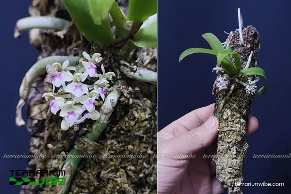 Lan Saccolabiopsis Pusilla 2 Lan Saccolabiopsis pusilla sống bám trên cây lớn trong rừng mưa ẩm