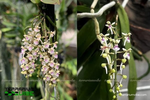 Lan Saccolabiopsis Pusilla 3 Lan Saccolabiopsis pusilla thích hợp trồng trong terrarium mở hoặc bán mở