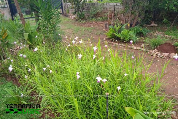 Lan Sậy 2 Lan Sậy mọc rải rác ở rừng thưa, trảng cỏ ẩm từ Nepal đến Đông Nam Á