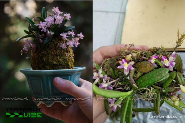 Lan Stereochilus Brevirachis 4 Điều kiện môi trường cần chăm sóc cho Lan Stereochilus Brevirachis