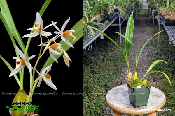 Lan Thanh Đạm Ba Gân 1 Đặc điểm hình thái sinh học của Lan Thanh Đạm Ba Gân