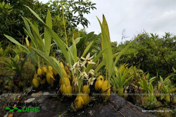 Lan Thanh Đạm Ba Gân 2 Thanh Đạm Ba Gân thường gặp ở Đà Lạt và Phú Quốc sống trong rừng ẩm nhiệt đới