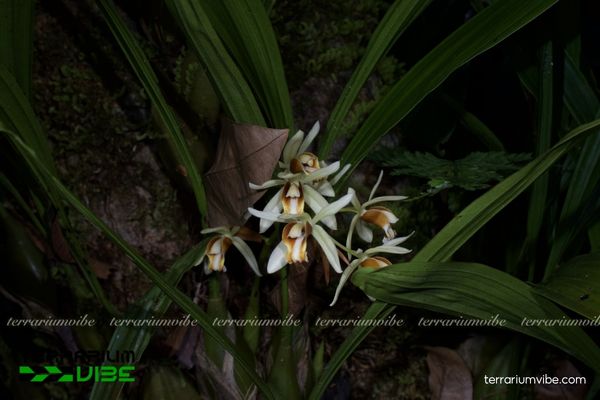 Lan Thanh Đạm Ba Gân 3 Lan Thanh Đạm Ba Gân ưa sáng, thích hợp terrarium mở, bán mở hoặc kín