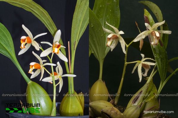 Lan Thanh Đạm Ba Gân 4 Các yếu tố môi trường cần thiết để chăm Lan Thanh Đạm Ba Gân