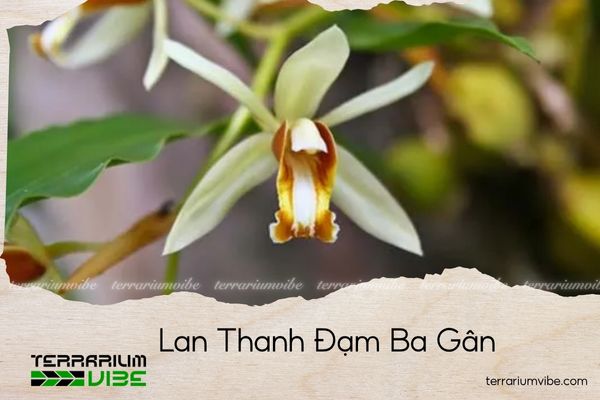 lan-thanh-dam-ba-gan lan thanh đạm ba gân