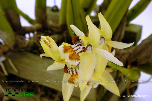 Lan Thanh Đạm Mụt 3 Lan Thanh Đạm Mụt thích hợp trong terrarium hồ cạn/bán mở, kết hợp rêu và đá.