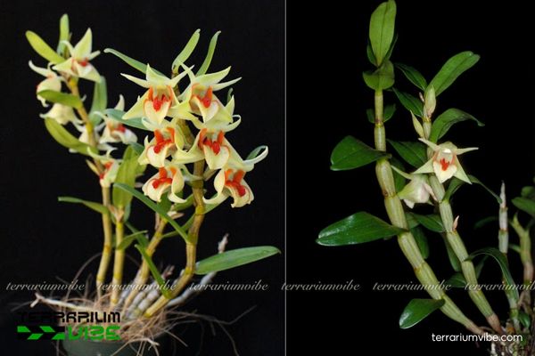 Lan Thanh Hạc 1 Phân loại sinh học của loài lan Lan Thanh Hạc