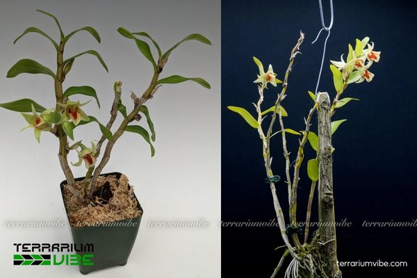 Lan Thanh Hạc 3 Lan Thanh Hạc ưa sáng nhẹ, dễ phối hợp với rêu và dương xỉ mini