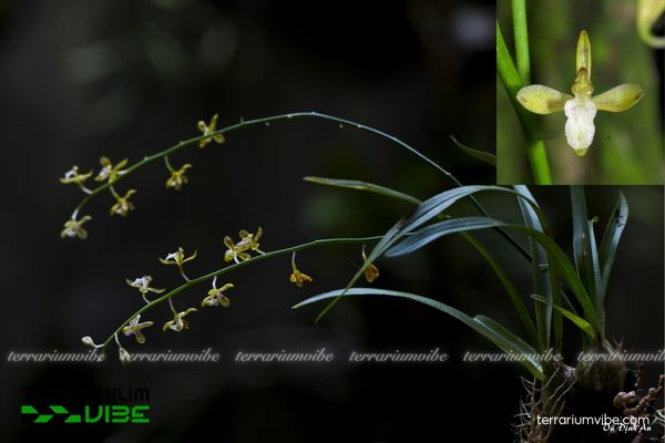 Lan Tổ Yến Ấn Độ 1 Đặc điểm hình dáng sinh học của Lan Tổ Yến Ấn Độ