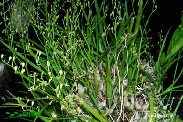 Lan Tổ Yến Ấn Độ 4 Các điều kiện môi trường cơ bản chăm Lan Tổ Yến Ấn Độ