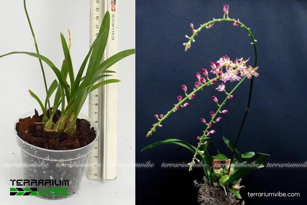 Lan Tổ Yến Java 1 Đặc điểm hình thái sinh học của Lan Tổ Yến Java