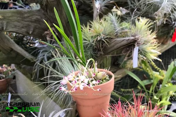 Lan Tổ Yến Java 3 Lan Tổ Yến Java trong terrarium với bố trí hồ cạn mở hoặc paludarium