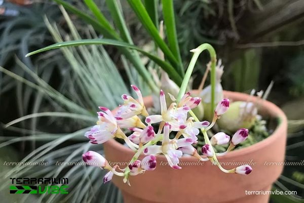 Lan Tổ Yến Java 4 Cách chăm sóc cơ bản của Lan Tổ Yến Java trog terrarium