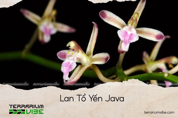 lan-to-yen-java lan tổ yến java