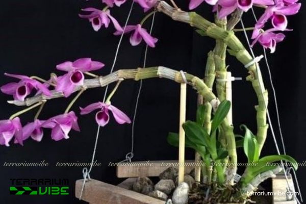 Lan Trầm Tím 1 Đặc điểm hình thái sinh học của cây Lan Trầm Tím