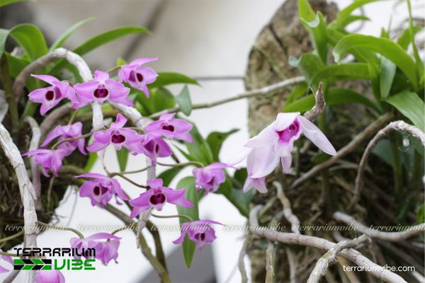 Lan Trầm Tím 2 Lan Trầm Tím trong môi trường tự nhiên – mọc bám trên thân cây rừng ẩm