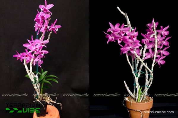 Lan Trầm Tím 3 Lan Trầm tím treo trên khúc gỗ xanh, hòa cùng dương xỉ và ráy mini