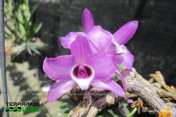 Lan Trầm Tím 4 Cách chăm sóc cơ bản cây Lan Trầm Tím trong hồ cạn