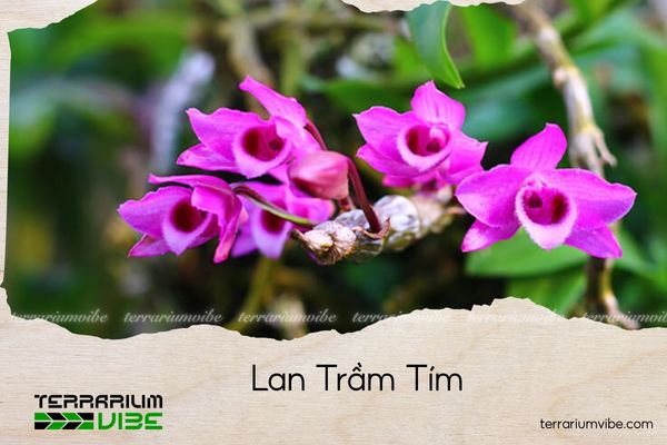 lan-tram-tim lan trầm tím