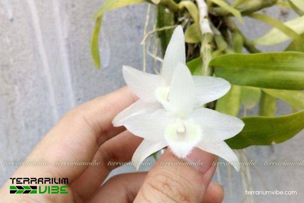 Lan Trầm Trắng 3 Lan Trầm Trắng thích hợp trong terrarium bán mở kết hợp nền đá, rêu