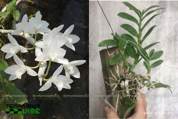 Lan Trầm Trắng 4 Cách chăm sóc cơ bản Lan Trầm Trắng trong làm tiểu cảnh