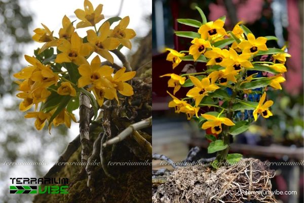 Lan Trầm Vàng 1 Phân loại học và hình thái của Lan Trầm Vàng