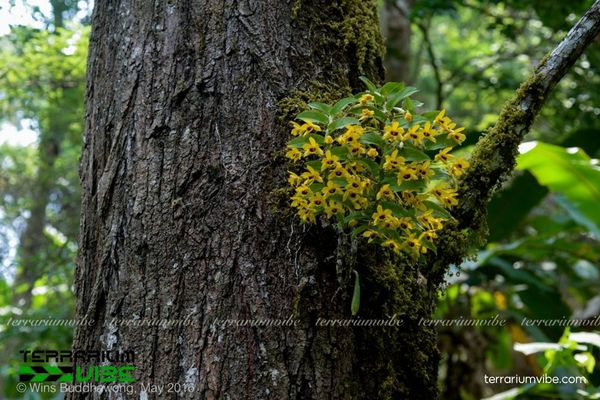 Lan Trầm Vàng 2 Lan Trầm Vàng sống ở rừng ẩm, bám trên thân gỗ