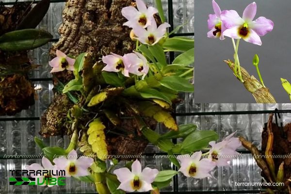 Lan Trần Tuấn 1 Phân loại học và đặc điểm hình thái của Lan Trần Tuấn