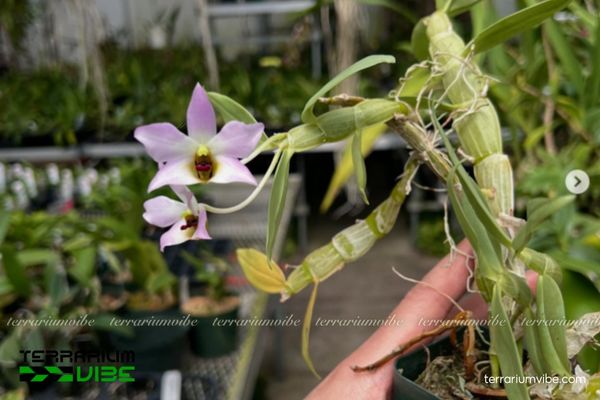 Lan Trần Tuấn 2 Lan Trần Tuấn sinh trưởng trên thân cây trong rừng lá rộng