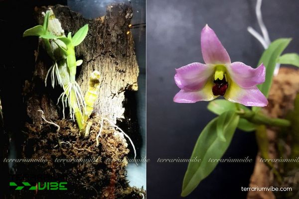 Lan Trần Tuấn 3 Lan Trần Tuấn được gắn trên khối gỗ trong hồ cạn bán mở