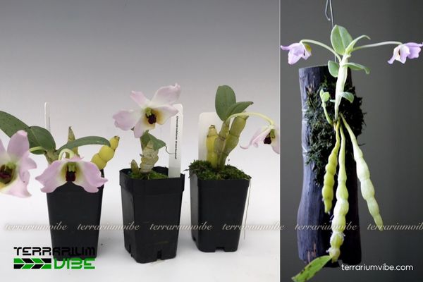 Lan Trần Tuấn 4 Các yếu tố môi trường cần thiết để chăm cây Lan Tuấn Trần trong hồ cạn