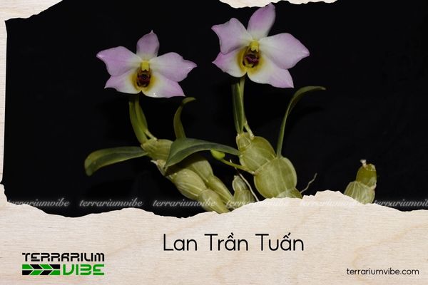 lan-tran-tuan lan trần tuấn