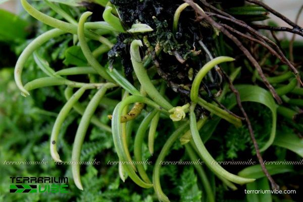 Lan Tuyến Thư 4 Những lưu ý về môi trường khi chăm Lan Tuyến Thư