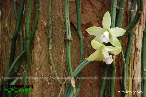 Lan Vani Không Lá 1 Phân loại học và hình thái của Lan Vani Không Lá