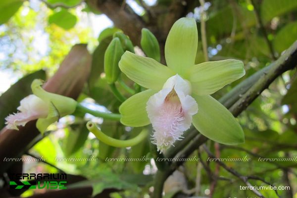 Lan Vani Không Lá 2 Lan Vani Không Lá sống biểu sinh hoặc bán hoại sinh trong rừng nhiệt đới ẩm