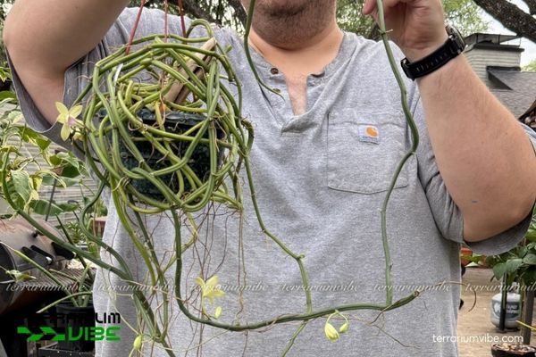 Lan Vani Không Lá 4 Điều kiện môi trường cơ bản để chăm cây Lan Vani Không Lá