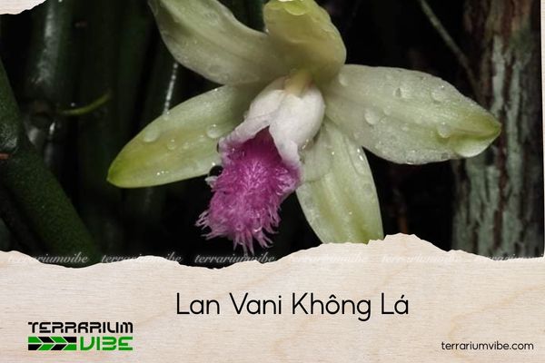 lan-vani-khong-la lan vani không lá
